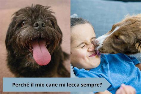 perché il mio cane mi lecca sempre le mani|il cane mi lecca sempre.